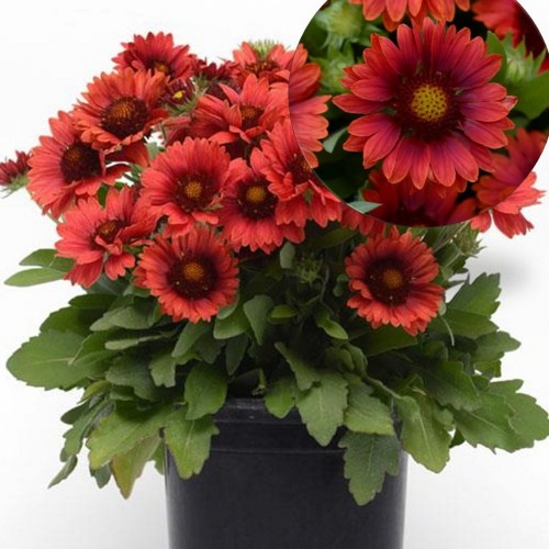 Gaillardia 'Mesa Red' - Mõrsjalill 'Mesa Red' P9/0,55L  